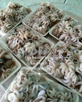 Bạch tuộc nhỡ Quảng Ninh