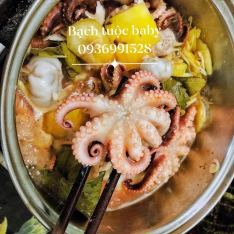 Bạch tuộc nhỡ Quảng Ninh