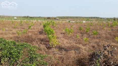 Đất Mẫu CLN Xã Tiến Thành - Phan Thiết - Bình Thuận