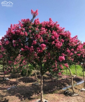 Em cần bán 20x40m đất mặt tiền đường Nguyễn Viết Xuân, Bảo Lộc giá chỉ 180tr/m.