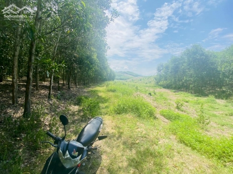 Đất nhà vườn khánh nam