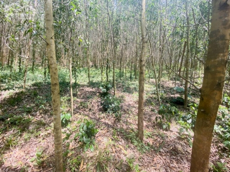 Đất nhà vườn khánh nam