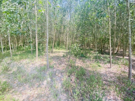 Đất nhà vườn khánh nam