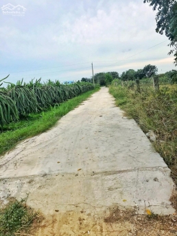 Đất Mẫu CLN Xã Hàm Chính - Hàm Thuận Bắc - Tỉnh Bình Thuận - 19.800m2