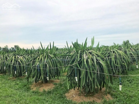 Đất Mẫu CLN Xã Hàm Chính - Hàm Thuận Bắc - Tỉnh Bình Thuận - 19.800m2