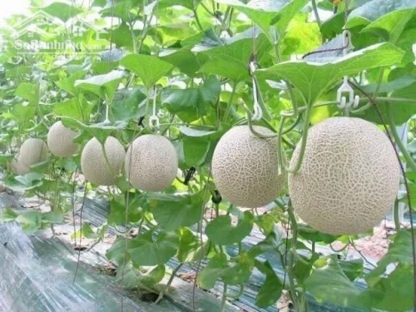 Đất Hòa Thắng-Bắc Bình-Bình Thuận -Đường Lê Hồng Phong (DT716)-DT 2Ha