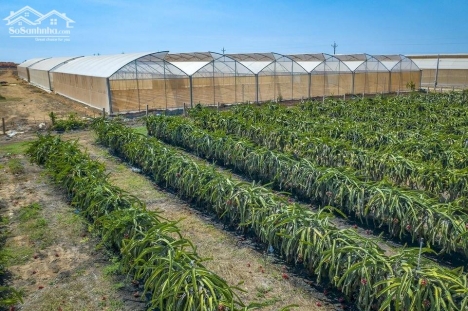 Cần bán lô đất thị trấn Chợ Lầu, chỉ 500 triệu, sổ đỏ sẵn, tặng ngay 5 chỉ vàng