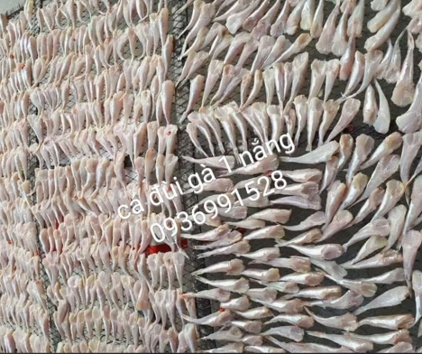 Cá đùi gà 1 nắng bao ngon