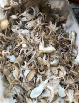 Bán bạch tuộc giá tốt ở hà nội