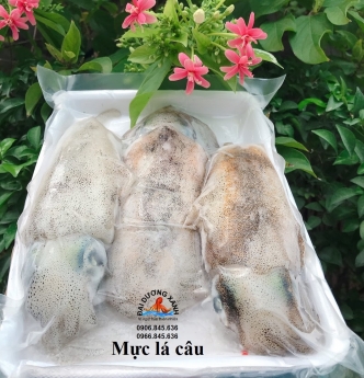 Mực lá câu Bình Thuận