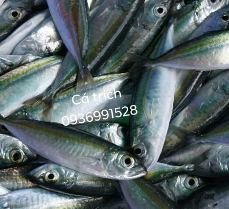 Nơi bán cá trích trứng ngon bổ