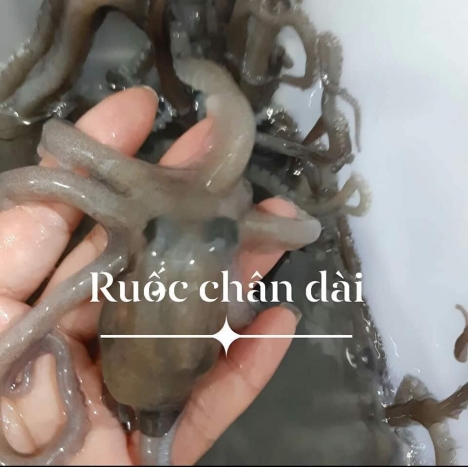 Bán bạch tuộc giá tốt ở hà nội