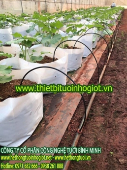 tưới nhỏ giọt ở hải phòng, tưới nhỏ giọt tiết kiệm nước, nhỏ giọt 8 tia,nhỏ giọt quấn quanh gốc.