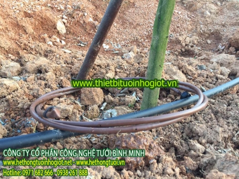 tưới nhỏ giọt ở hải phòng, tưới nhỏ giọt tiết kiệm nước, nhỏ giọt 8 tia,nhỏ giọt quấn quanh gốc.