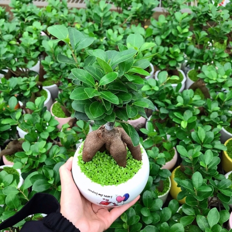 Sale Bất Chấp Cây Si Giá Rẻ Mùa Covid