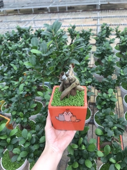 Sale Bất Chấp Cây Si Giá Rẻ Mùa Covid