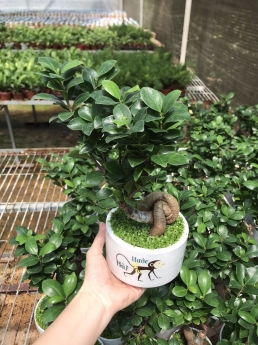 Sale Bất Chấp Cây Si Giá Rẻ Mùa Covid