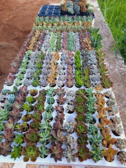 Sale Sập Sàn Cây Sen Đá Giá Cực Rẻ