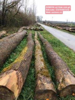 gỗ nhập khẩu ủy thác