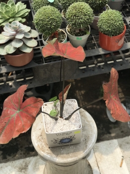 Cây Môn Đỏ Giá Tốt Tại Vườn