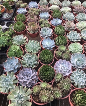 Sale Sập Sàn Cây Sen Đá Giá Cực Rẻ