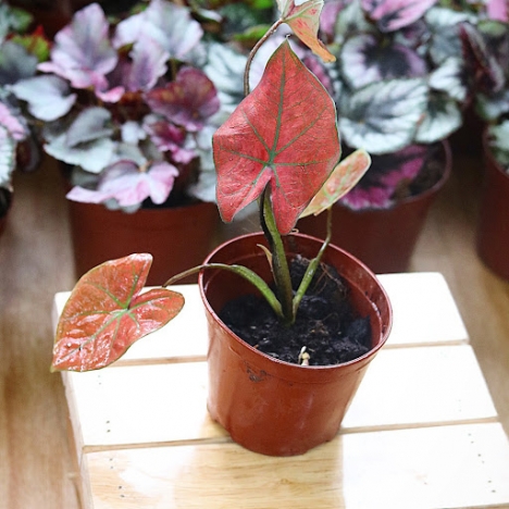 Cây Môn Đỏ Giá Tốt Tại Vườn