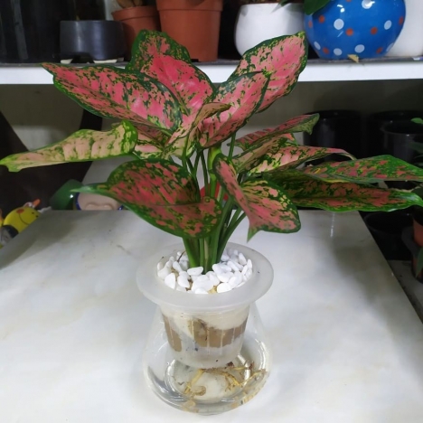 Cây Vạn Lộc Thủy Sinh Giá Tốt