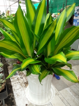 Cây Phát Tài Sọc Giá Tốt