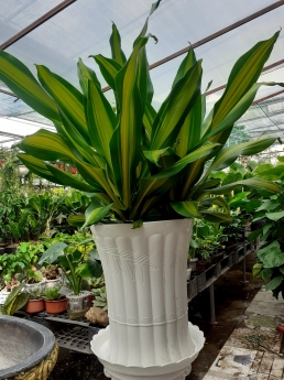 Cây Phát Tài Sọc Giá Tốt