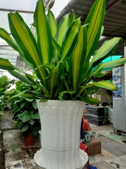 Cây Phát Tài Sọc Giá Tốt