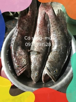 Nơi bán cá mú đỏ quý giá tốt tai hà nội