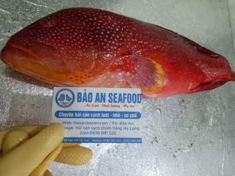 Nơi bán cá mú đỏ quý giá tốt tai hà nội