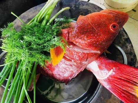 Nơi bán cá mú đỏ quý giá tốt tai hà nội