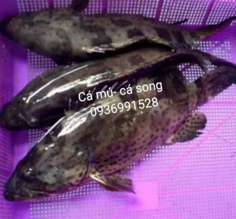 Nơi bán cá mú đỏ quý giá tốt tai hà nội