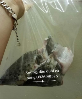 Nơi bán cá mú đỏ quý giá tốt tai hà nội