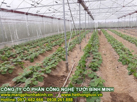 Lưới chắn côn trùng nhà kính, lưới israel politiv, lưới chắn côn trùng tại Hà Nội,nhà lưới, nhà kính