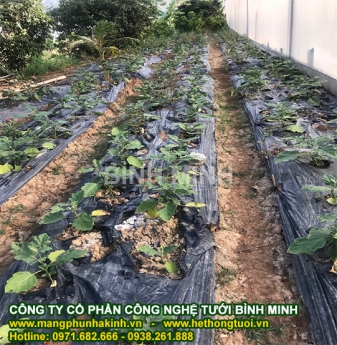 Màng phủ nông nghiệp, màng phủ trong nông nghiệp, màng phủ nông nghiệp giá rẻ, màng phủ đất