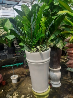 Cây kim tiền giá rẻ