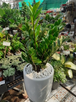 Cây kim tiền giá rẻ