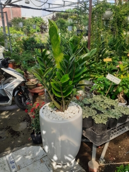 Cây kim tiền giá rẻ