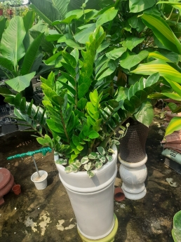 Cây kim tiền giá rẻ