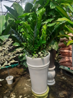 Cây kim tiền giá rẻ