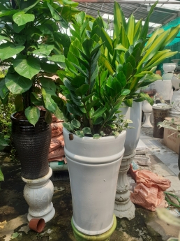 Cây kim tiền giá rẻ