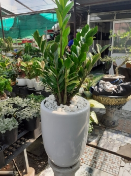 Cây kim tiền giá rẻ