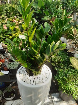 Cây kim tiền giá rẻ