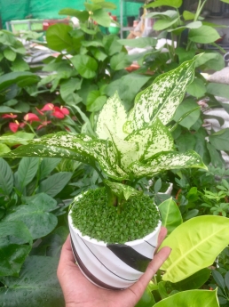 Cây ngọc ngân giá rẻ