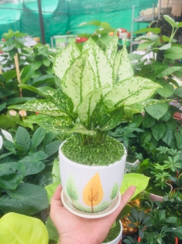 Cây ngọc ngân giá rẻ