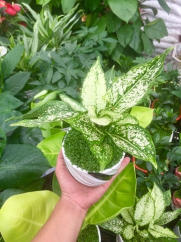 Cây ngọc ngân giá rẻ