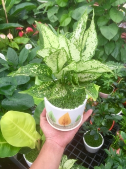 Cây ngọc ngân giá rẻ