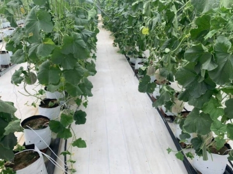 Mua bạt trải nền giá tốt nhất, bạt lót nền trong nhà kính, bạt trải nền loại tốt, bạt lót nền